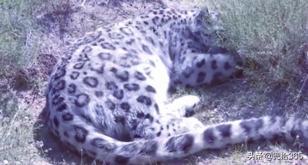 “雪山之王”首次現身內蒙古草原,牧民50年未見!專家:來自蒙古 “雪山之王”首次現身內蒙古草原,牧民50年未見!專家:來自蒙古