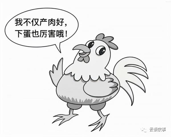 雞的品種與分類&mdash;&mdash;居然有這麼多品種？