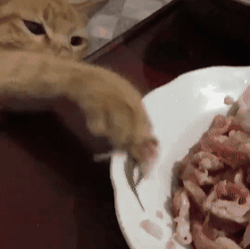 貓放一個屁,全家吃不下飯!真的好臭啊啊啊啊啊 貓放一個屁,全家吃不下飯!真的好臭啊啊啊啊啊