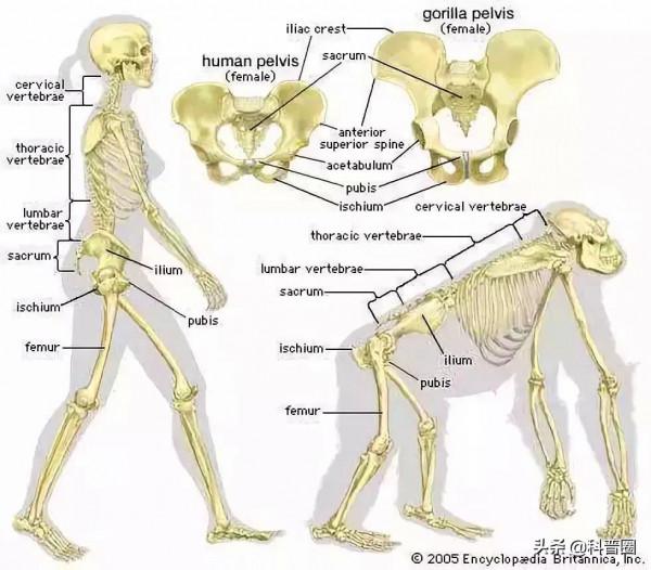 為什麼動物分娩後代那麼輕鬆，人類生孩子卻疼得撕心裂肺？