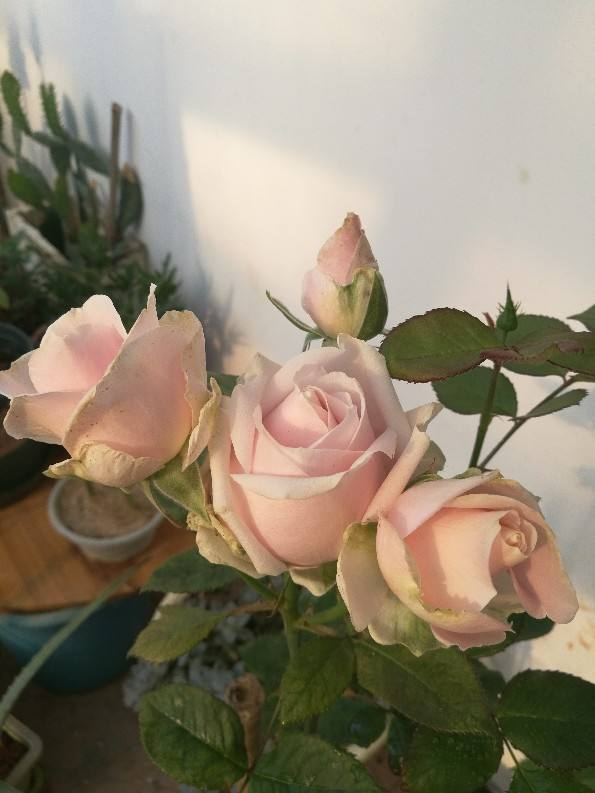 適合新手養的月季，花朵一個比一個大，花期還超長待機