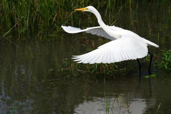 看看遼寧的野生鳥類 看看遼寧的野生鳥類