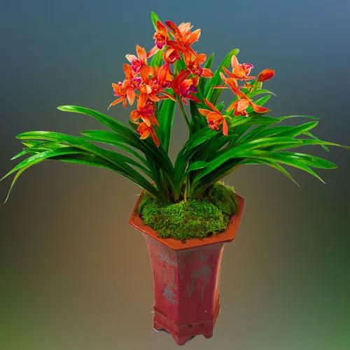 分享圖片：大紅精品蘭花66款