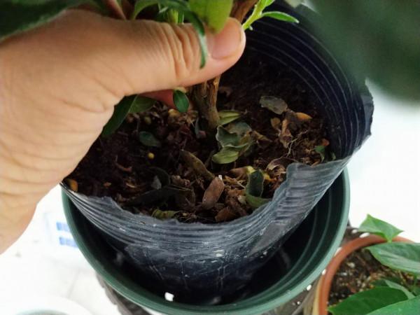 新買的杜鵑,記住4點,不黃葉不落葉,盆盆都能開爆 新買的杜鵑,記住4點,不黃葉不落葉,盆盆都能開爆