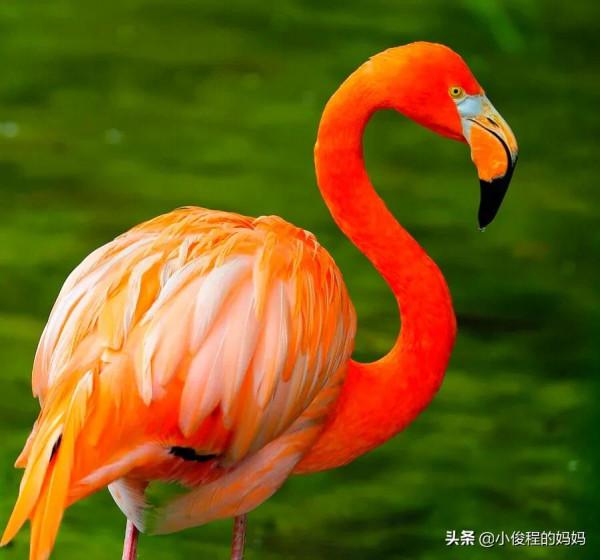 分享——火烈鳥