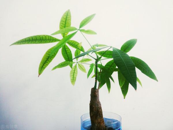 適合居家養植的盆栽，有哪些？