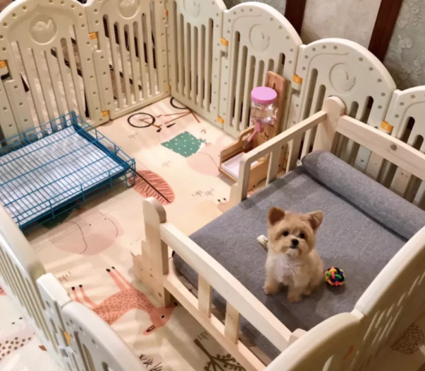 沒孩子的年輕人,送寵物去上學 沒孩子的年輕人,送寵物去上學