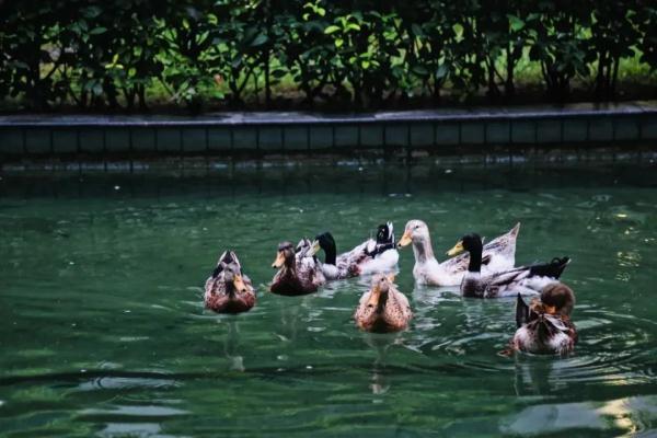 河南這所高校的秋:又美又颯 河南這所高校的秋:又美又颯