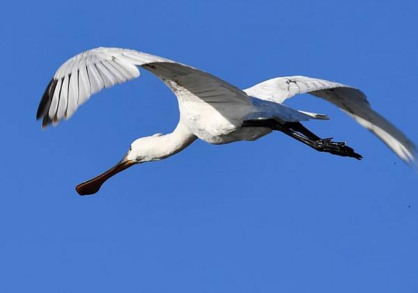 多圖 | 它們在濱城上空飛舞的樣子，美極了！