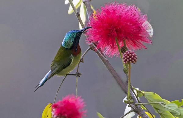分享圖片,色彩斑斕,美麗無比的太陽鳥 分享圖片,色彩斑斕,美麗無比的太陽鳥