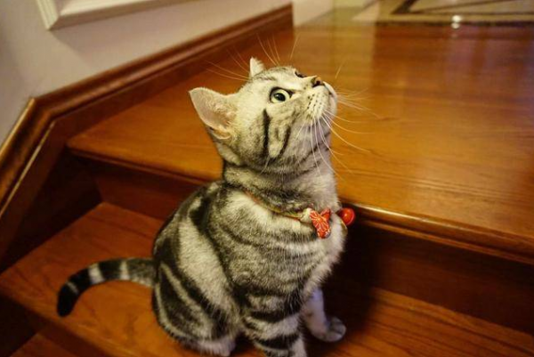 賣貓的人,不會告訴你,這幾種貓更好養 賣貓的人,不會告訴你,這幾種貓更好養