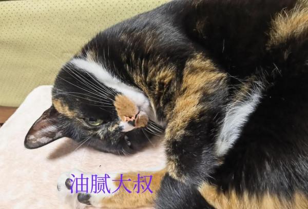 流浪貓選家猶如女子嫁人（上）