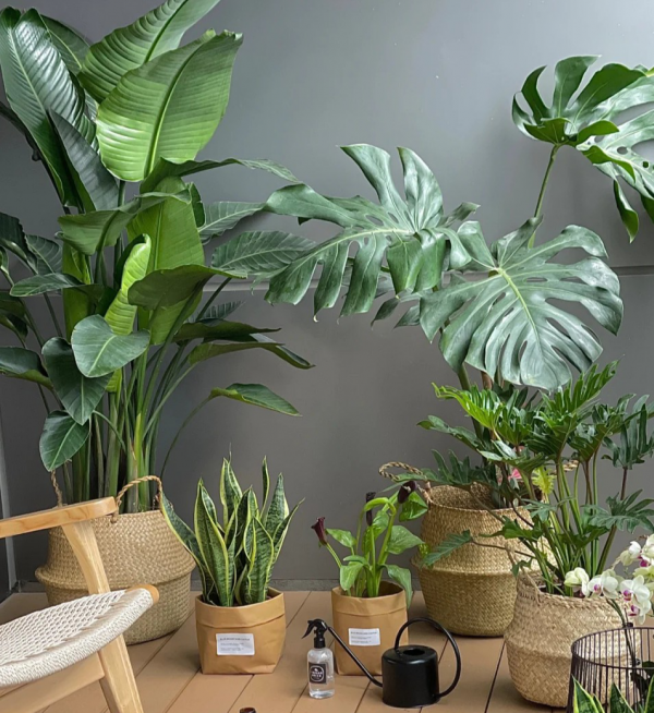 小盆栽，大用處！家裡就養這7種“健康花”，關鍵時刻幫大忙