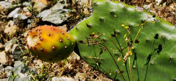 2021雲南遊-3 2021雲南遊-3