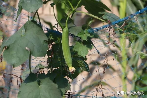 怎麼在陽臺上種小絲瓜 不怎麼管 連續結瓜能吃到冬天