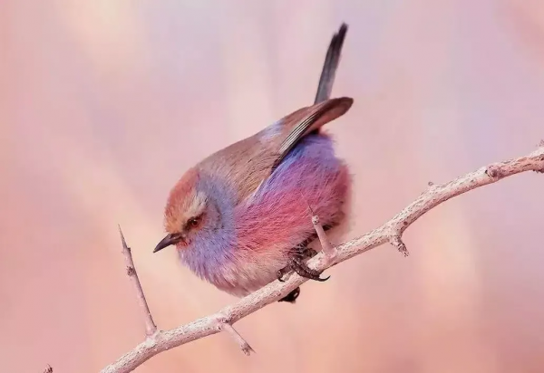 珍稀鳥兒60種，喜歡的來看了