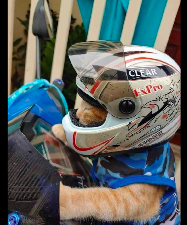 主人買了一頂迷你的頭盔，然後讓貓咪戴上坐摩托車，太酷炫了吧