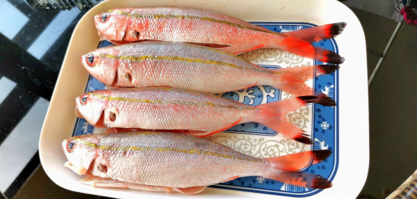 “雙線翼梅鯛”這名字叫得太文藝，不由想到“身無綵鳳雙飛翼…