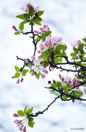 分享——海棠花