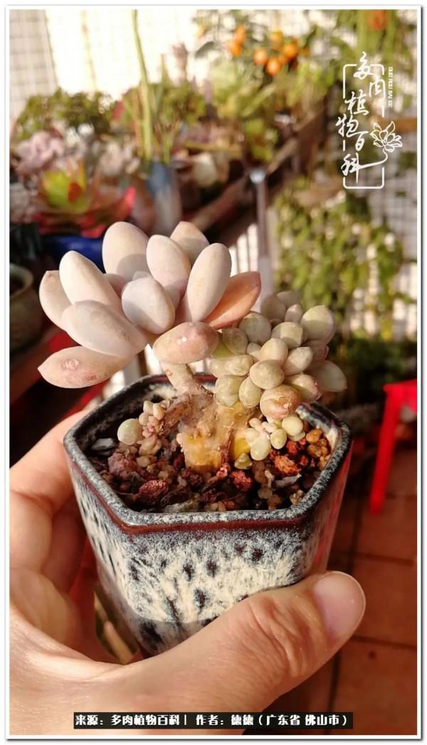 廣東的多肉陽臺:生命不息,折騰不止 廣東的多肉陽臺:生命不息,折騰不止