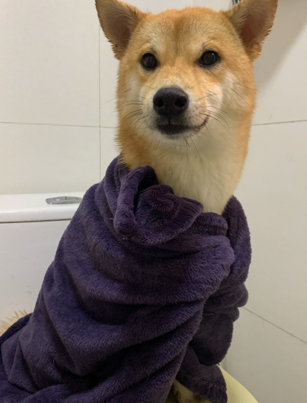 送他去上海之後，我決定再也不養狗了