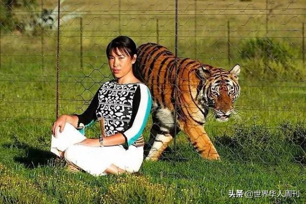 18年前，送到南非放養的2只華南虎，如今怎樣了？