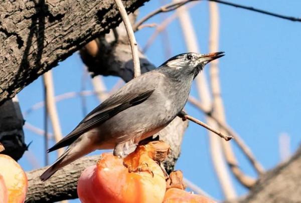 灰椋鳥吃柿子 灰椋鳥吃柿子