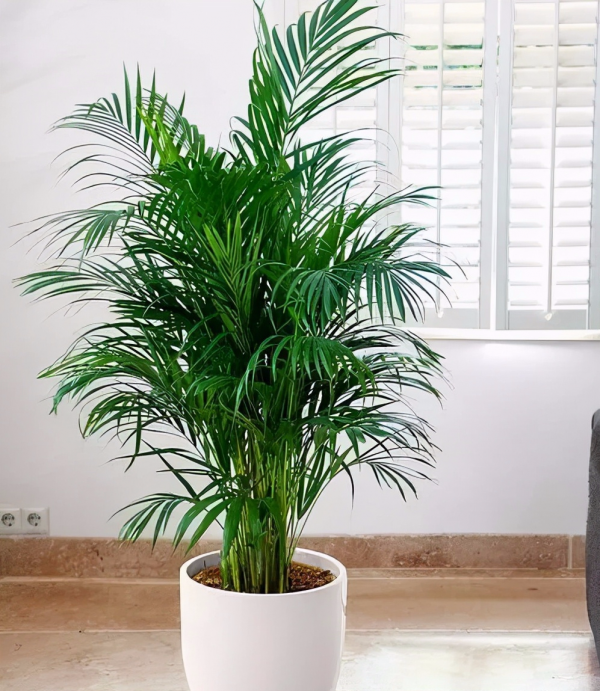 陽臺養這3種花，空氣清淨機都不用了