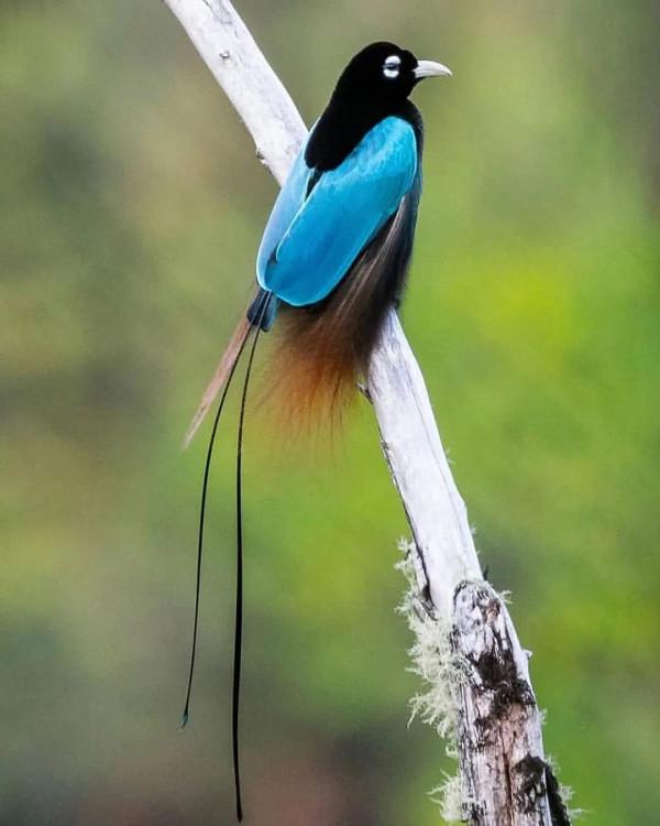 分享——最珍貴罕見的鳥