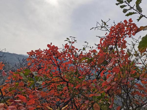 圭峰紅葉遍山,九小時歷程卻讓人驚心 圭峰紅葉遍山,九小時歷程卻讓人驚心