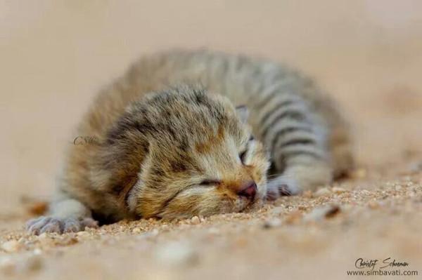 野貓並非家貓野化或“流浪貓”,現正因流浪貓面臨著嚴重的危機 野貓並非家貓野化或“流浪貓”,現正因流浪貓面臨著嚴重的危機