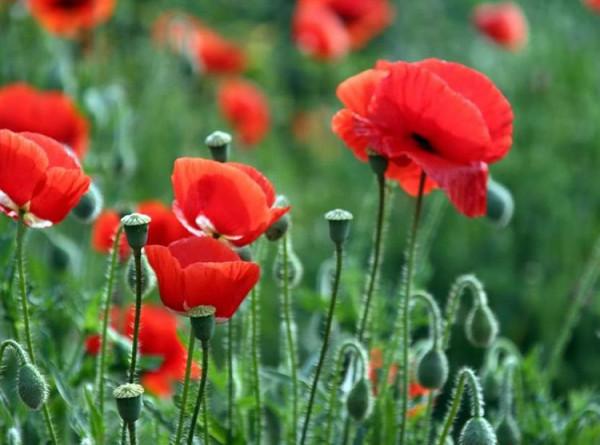 100種有毒的花和果，生活中很常見，出門要小心，避免受傷害