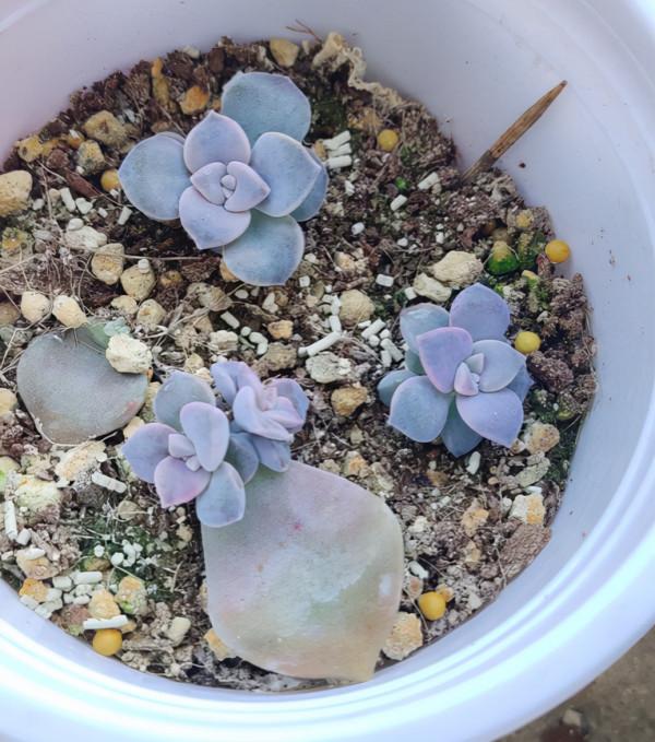 南方養花，並沒有大家說的那麼好，經歷了才知道痛苦