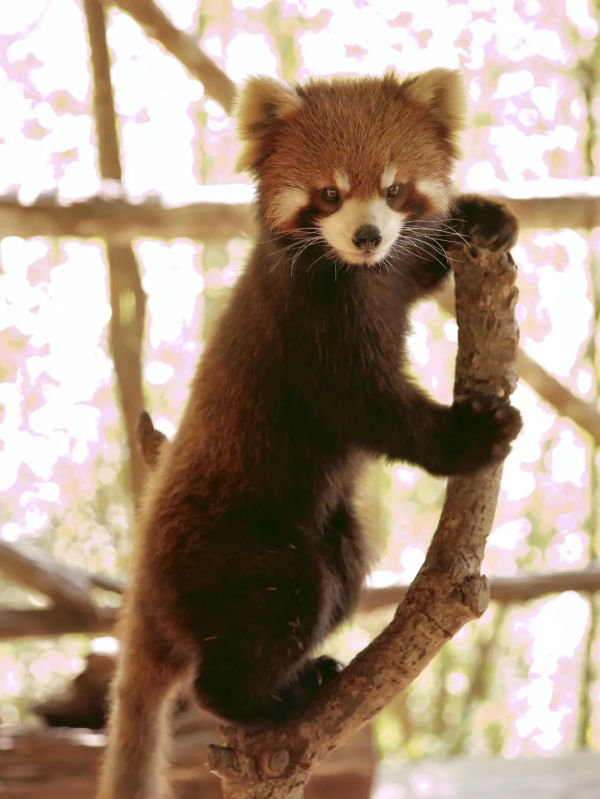 雲南深處,快活福地|地球知識局 雲南深處,快活福地|地球知識局