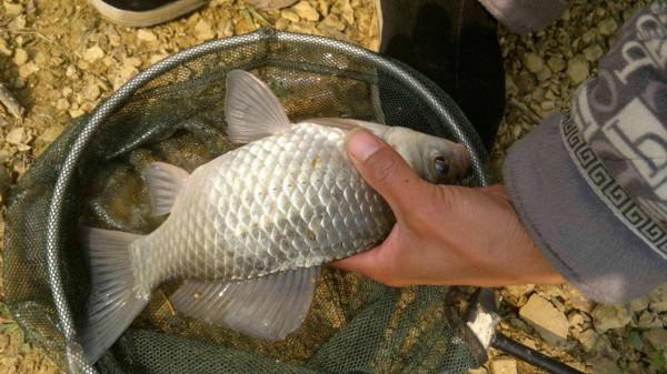 經典釣餌之麥粒，成本低效果好，製作方法和攻略分享