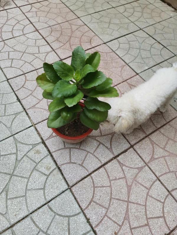 小狗的好奇心 小狗的好奇心