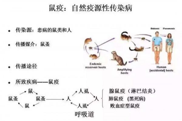 這事麻煩了！美國6只老虎糞便呈新冠陽性，這對人類威脅有多大？