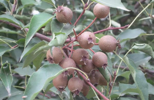 我國原生態的梨，俗稱“狗屎梨”，兒時只摘果吃，原來花也能吃