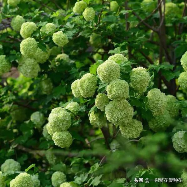 花比足球大的繡球，鬥球、麻球、歐繡球區別是什麼，選合適自家的