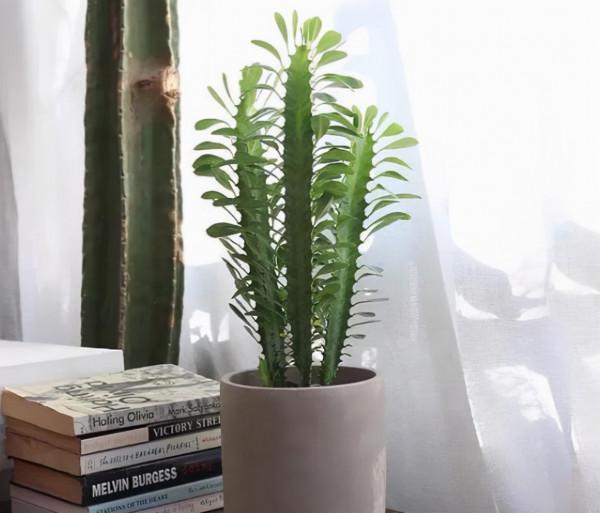 別人嫌醜的4種花,養在家裡能鎮宅保平安 別人嫌醜的4種花,養在家裡能鎮宅保平安