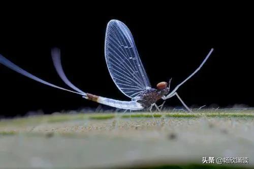 &OpenCurlyDoubleQuote;寄蜉蝣於天地&rdquo;，蜉蝣，是什麼呢？