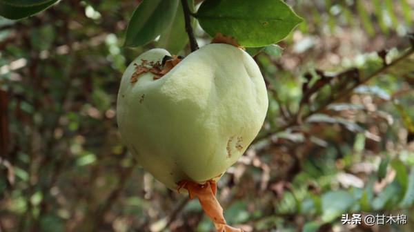 帶你一起回味62種南方野果子,它們是物質匱乏年代小朋友的零食 帶你一起回味62種南方野果子,它們是物質匱乏年代小朋友的零食
