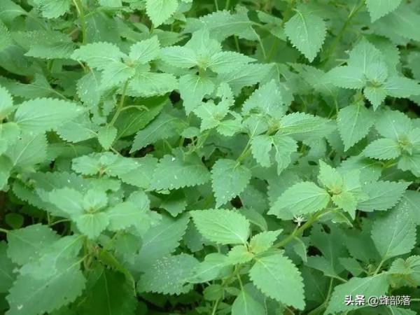 本是路邊雜草，如今賣到46元1斤，溪黃草有啥用？一口氣了解