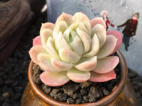 10種顏值爆表的多肉植物，看看你家養了幾種？