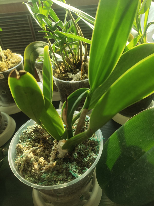 換盆“3個不注意”,大白根被扯斷,葉子發黃掉一地 換盆“3個不注意”,大白根被扯斷,葉子發黃掉一地