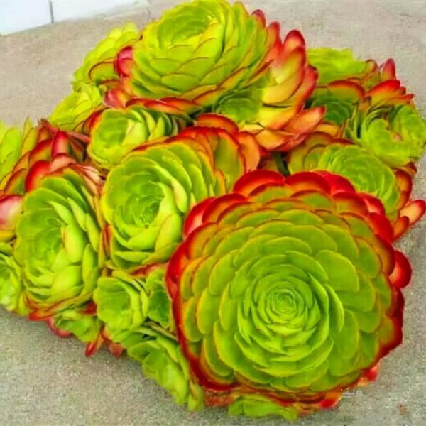 多肉植物 | 法師品種