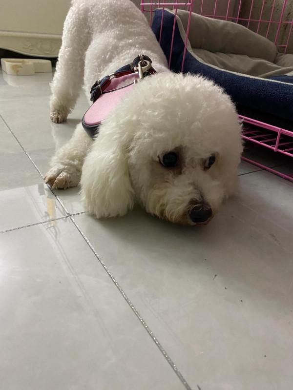 人家狗都是幫忙提東西，來看看我家這個，實屬最懶狗