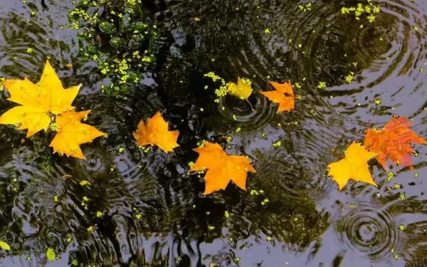 賞讀:秋雨,秋思,秋緒 賞讀:秋雨,秋思,秋緒