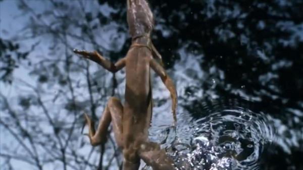 動物們驚人的特殊能力!雙冠蜥能在水上行走,青蛙版的變形金剛 動物們驚人的特殊能力!雙冠蜥能在水上行走,青蛙版的變形金剛