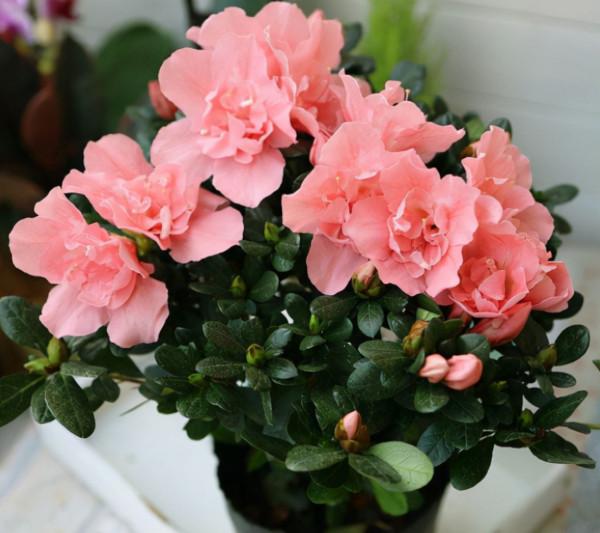 秋季購買杜鵑都是滿頭花苞,做好這幾步,讓它全開放 秋季購買杜鵑都是滿頭花苞,做好這幾步,讓它全開放